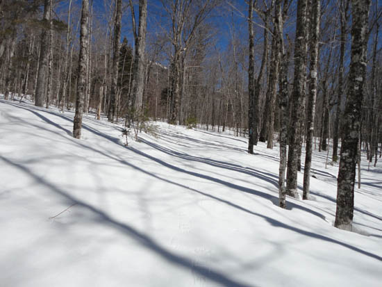 Looking up the Fire Warden's Trail on the way to Avery Peak