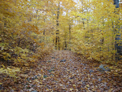 The Bickford Brook Trail