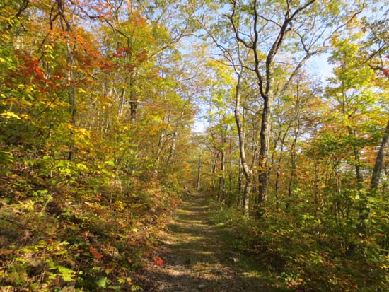 Looking up the Bald Knob Trail