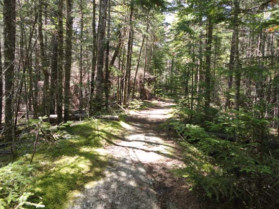 The Bald Knob Spur