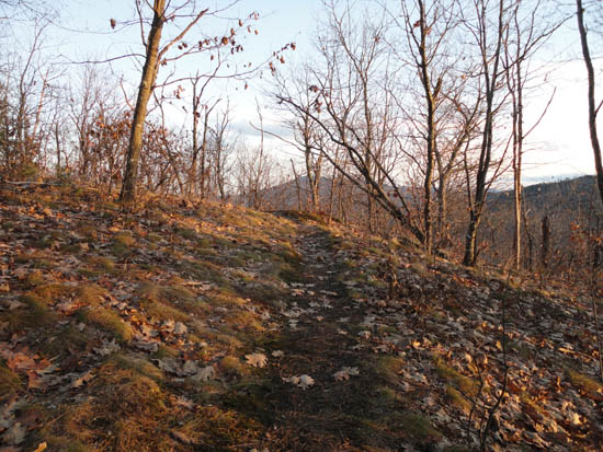 The Bog Mountain Trail