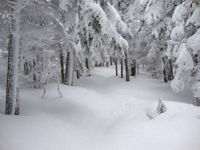 Looking up the drifted Mt. Kinsman Trail
