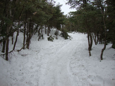 Looking up the Mt. Kinsman Trail