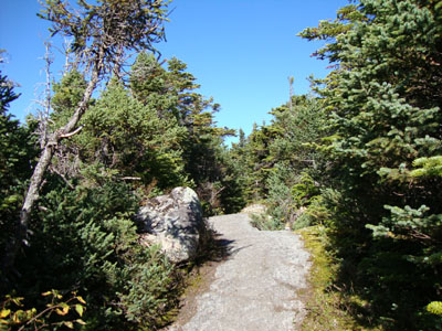 The Carter-Moriah Trail on the way to Middle Carter