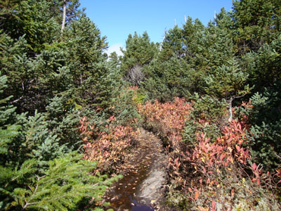 The Carter-Moriah Trail on the way to Middle Carter