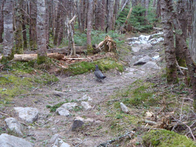 Looking down the Bondcliff Trail at a grouse on the way to West Bond