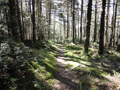 The abandoned Garfield Pond Trail