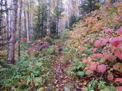 The Firewarden's Trail