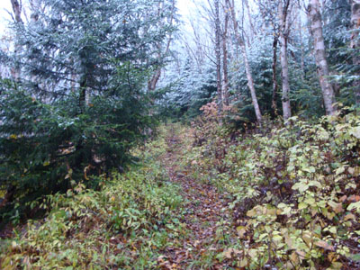 The Firewarden's Trail