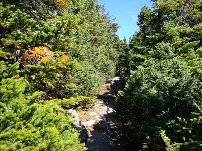 The Carter-Moriah Trail on the way to Mt. Hight