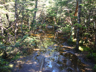 The Carter-Moriah Trail on the way to Mt. Hight