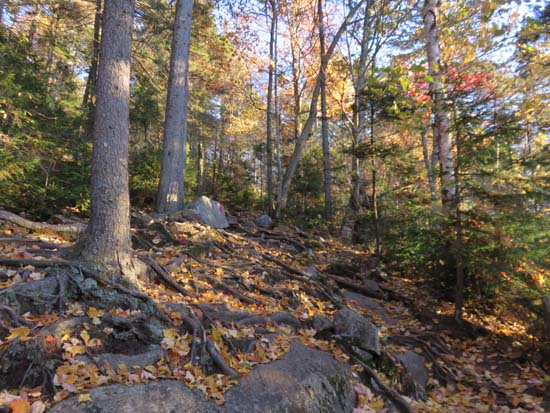 Looking up the Winslow Trail