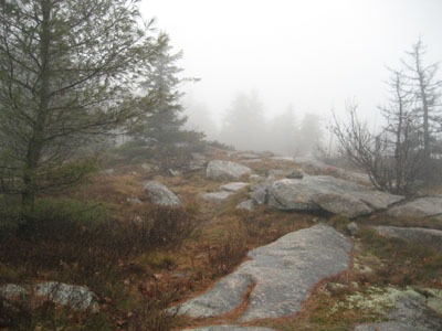 Looking up the trail between Mt. Mack and Mt. Klem