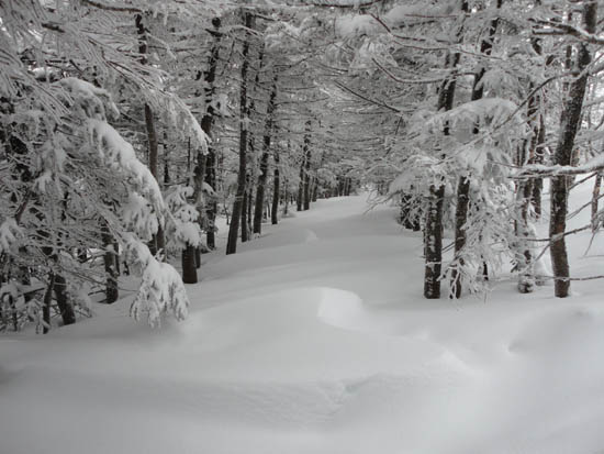The drifted Mt. Osceola Trail between the east and main peak