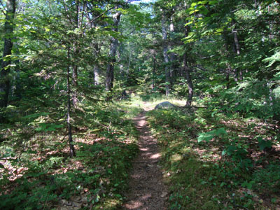 Looking up the Mount Langdon Trail