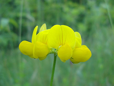 Birdsfoot Trefoil along the lower Indian Head Trail