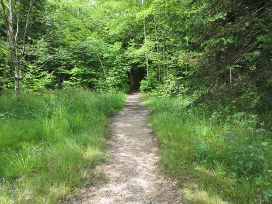 The Mt. Pemigewasset Trail
