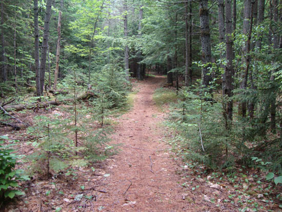 The trail to Mt. Prospect