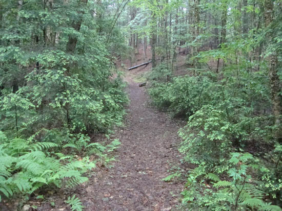 The trail to Mt. Prospect
