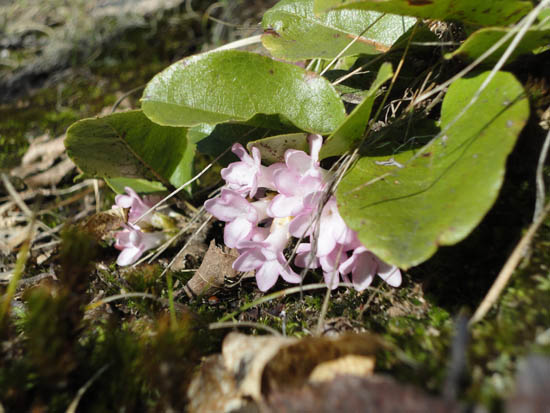 Trailing Arbutus along the Mt. Roberts Trail