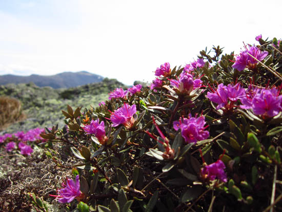 Lapland Rosebay on the side of Mt. Sam Adams