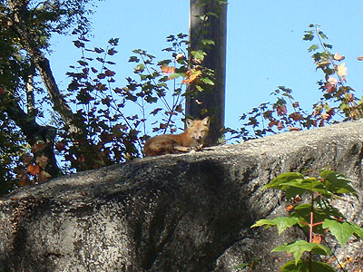 A fox hanging out near Camp Dodge