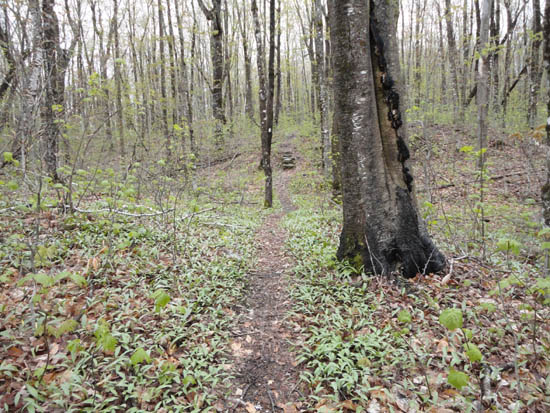 The Appalachian Trail near Ore Hill