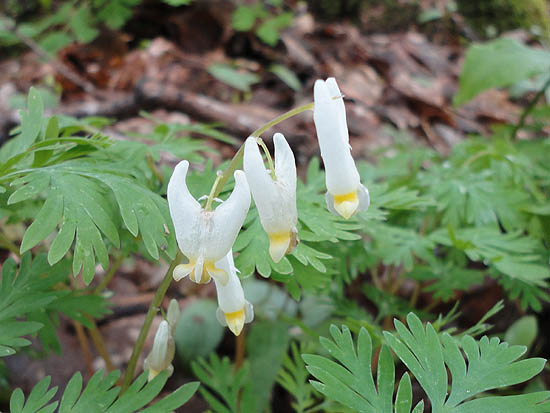 Dutchman's Breeches