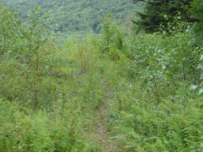 Wapack Trail up Temple Mountain