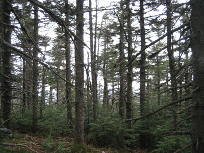 The lack of views from Terrace Mountain's North Peak - Click to enlarge