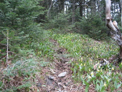 The Kilkenny Ridge Trail on the way to Terrace Mountain's North Peak