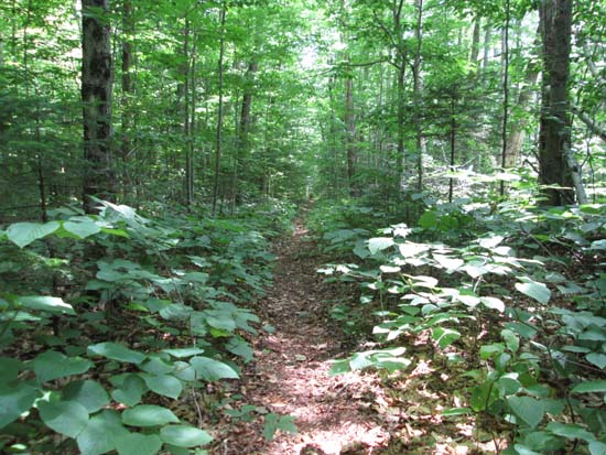 The abandoned lower Osseo Trail