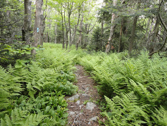 Looking down the Canty Trail