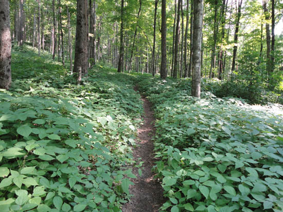 Looking up the Red Trail