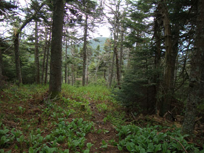 Looking down the herd path to the Appalachian Trail from the Mendon Peak area logging road