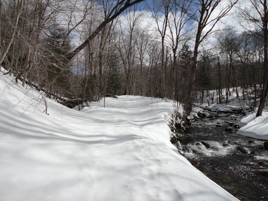Looking up the Bucklin Trail