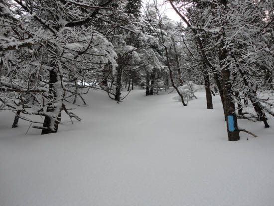 Looking up the Killington Spur