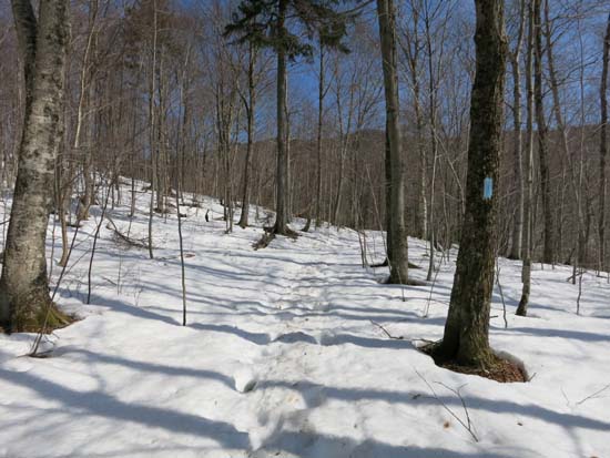 Looking up the Bucklin Trail