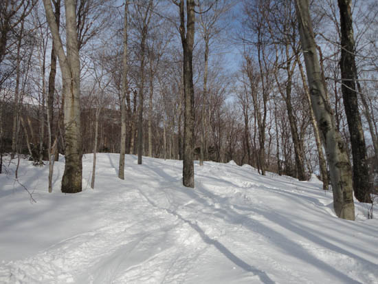 Looking up a backcountry ski glade