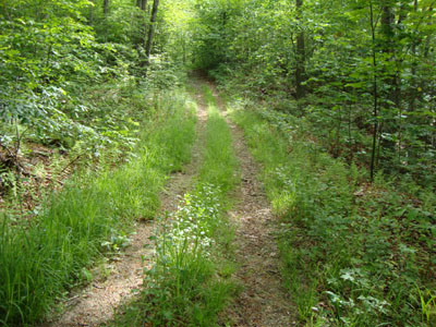 The lower portion of the logging road leading to the Mendon-Little Killington col