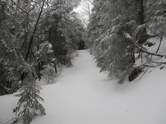 The logging road leading to the Mendon-Little Killington col