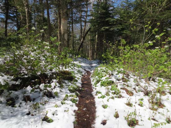 The Long Trail on the way to Mt. Tabor