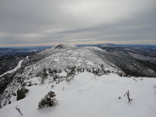 Looking up a backcountry ski glade