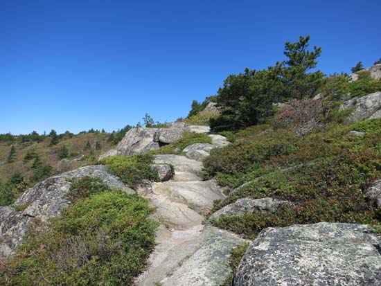 Looking up the Acadia Mountain Trail