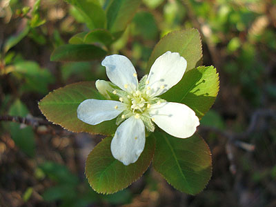 A wildflower near the summit of Albany Mountain