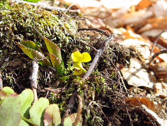 A yellow violet on the Albany Mountain Trail