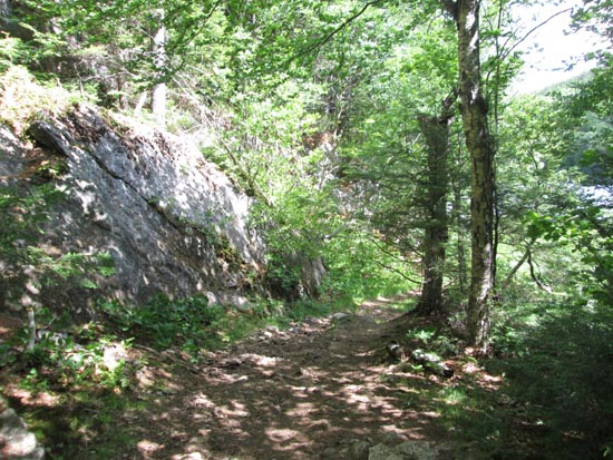 The trail to Little Concord Pond