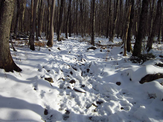 Looking up the Bald Mountain Trail