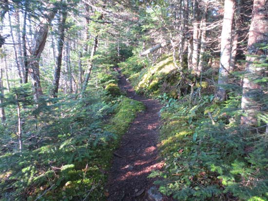 The upper portion of the Big Moose Mountain Trail