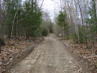 Looking up the logging road on the way to Bond Mountain